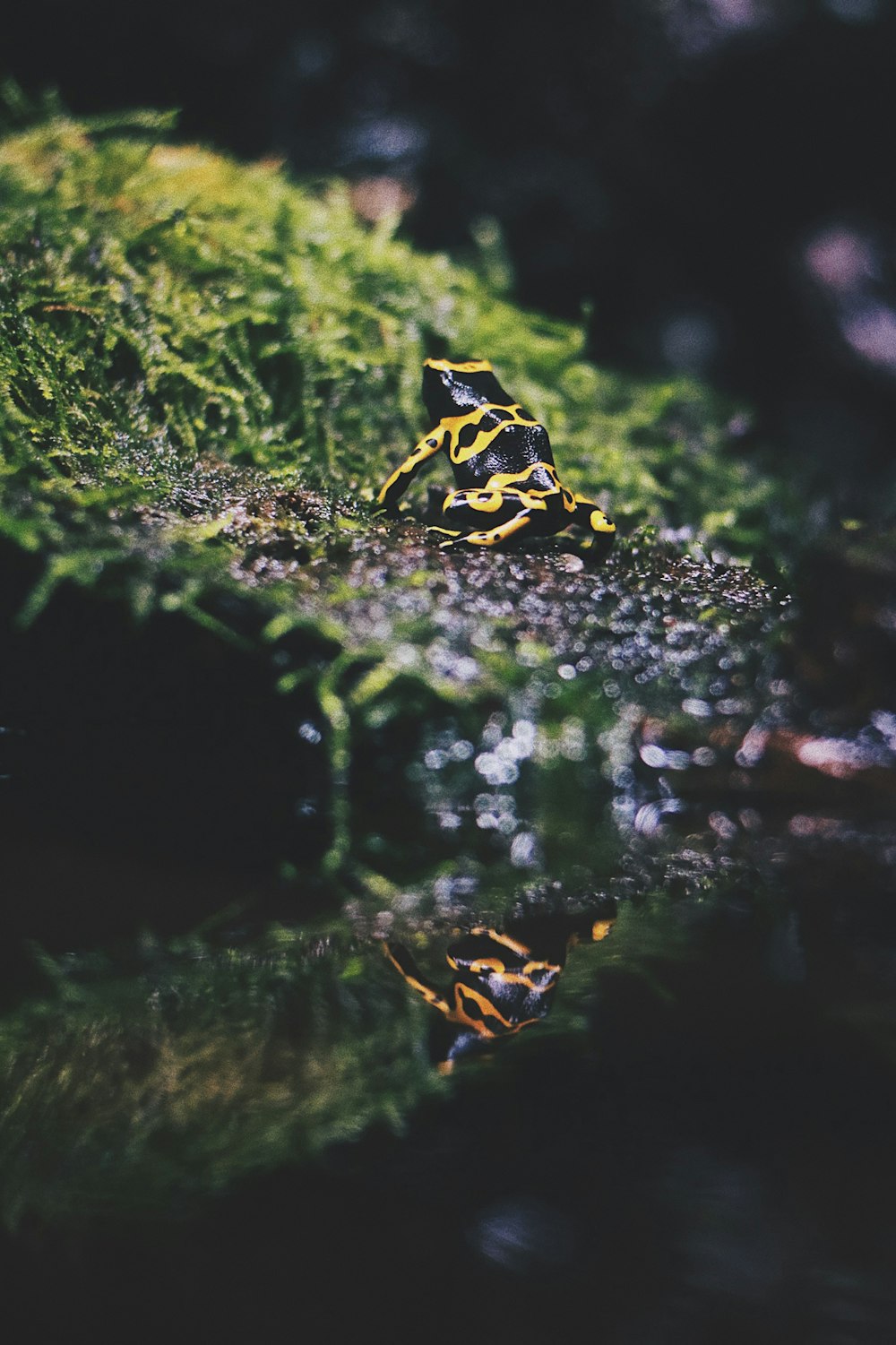 black and yellow frog