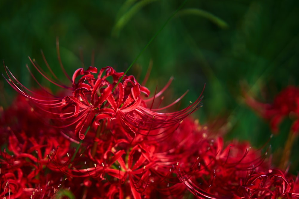 赤い花びらの花