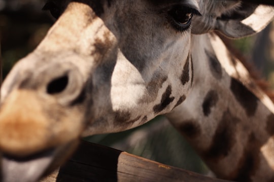 brown giraffe in Springfield United States