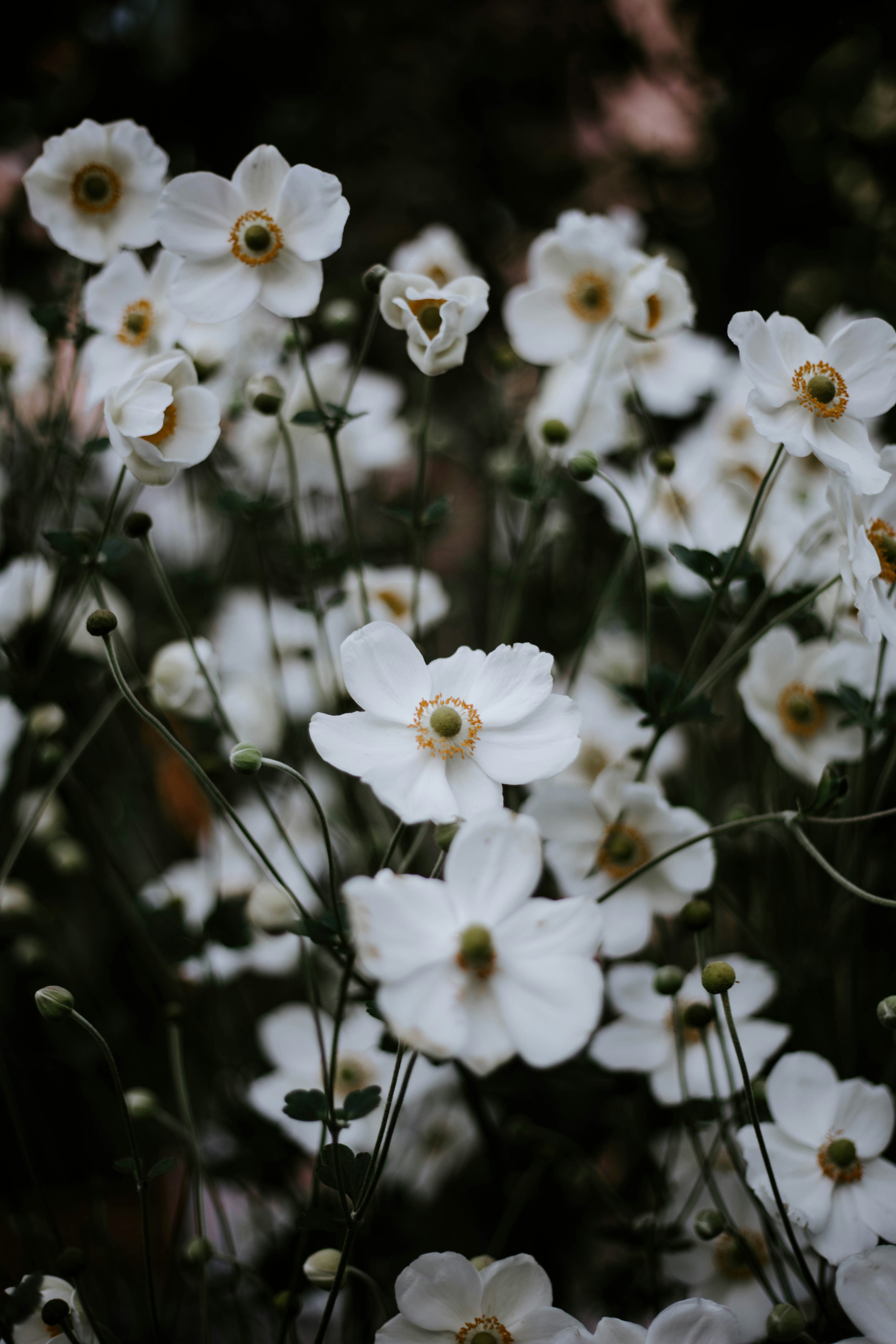 Botanicals 100+ best free botanical, flower, plant, and bloom photos