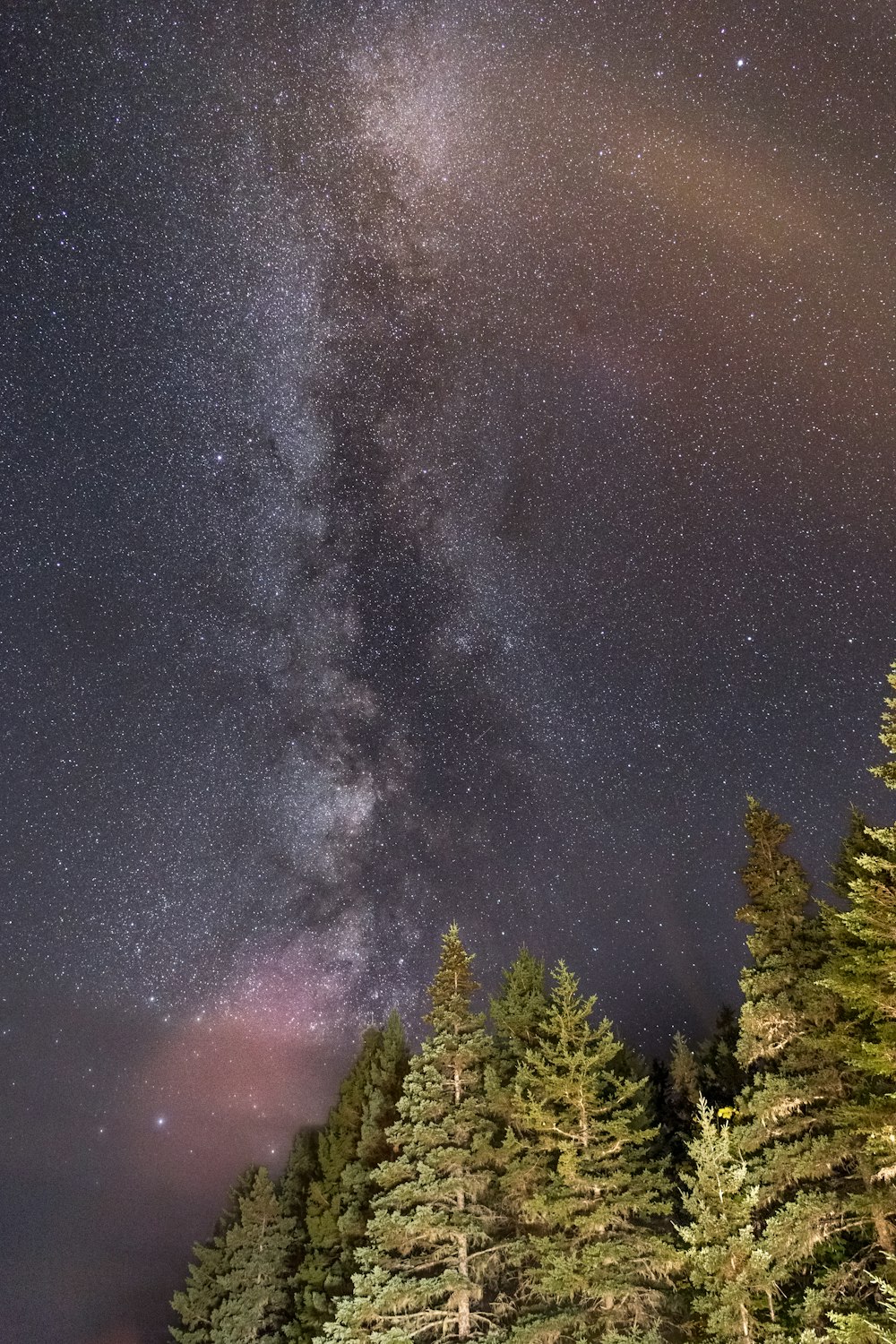 星空の夜の松の木のローアングル写真