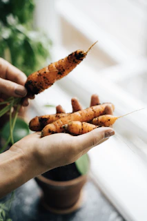 Hands holding freshly harvested organic vegetables from a community garden.