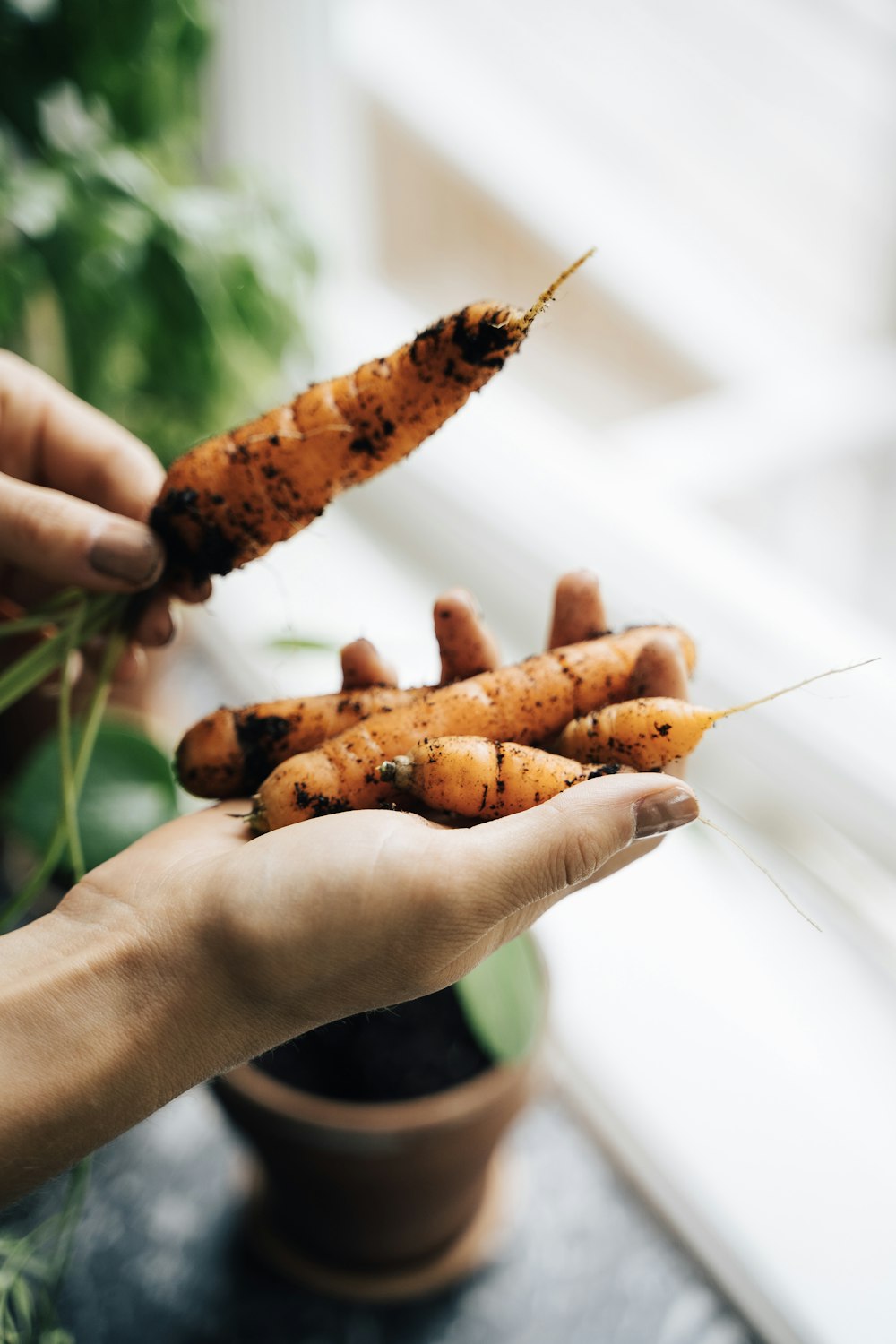 person holding carrots