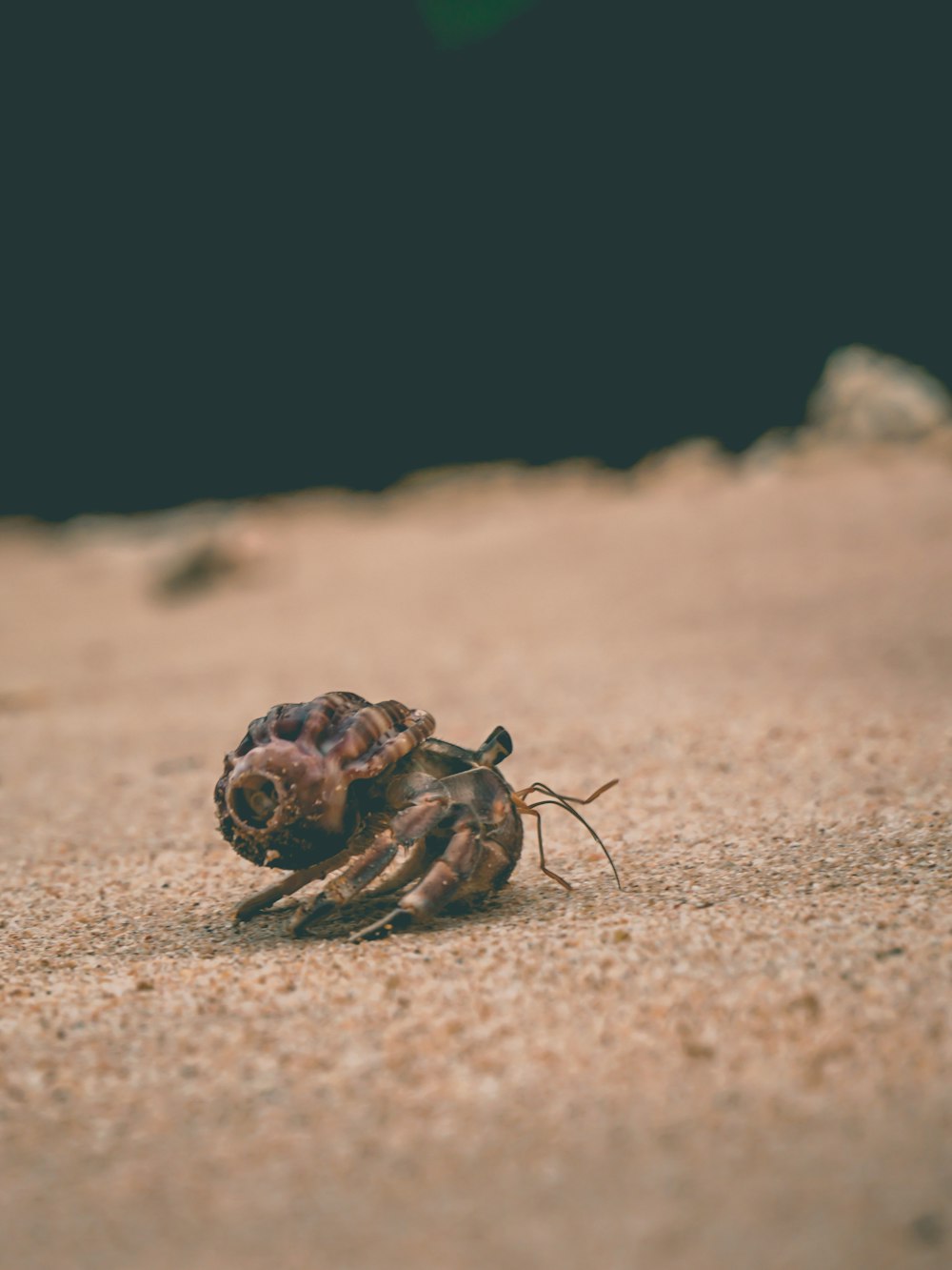 brown snail on seashore