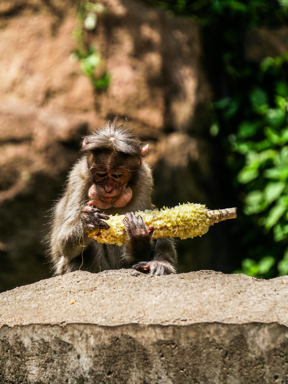 gray coated monkey holding corn