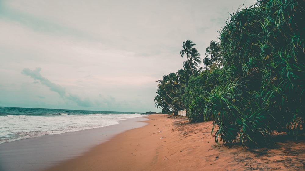 green coconut trees near ocean