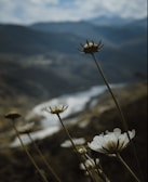Close-up of wildflowers blooming near a serene mountain stream in Ourika Valley.