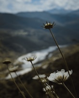Close-up of wildflowers blooming along a rocky path with mountains in the background.