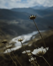 Close-up of wildflowers blooming on a mountain trail with towering peaks in the background.