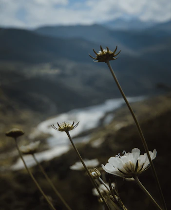 Close-up of wildflowers blooming beside a tranquil mountain stream.