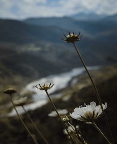 Close-up of wildflowers blooming beside a mountain stream with crystal clear water.