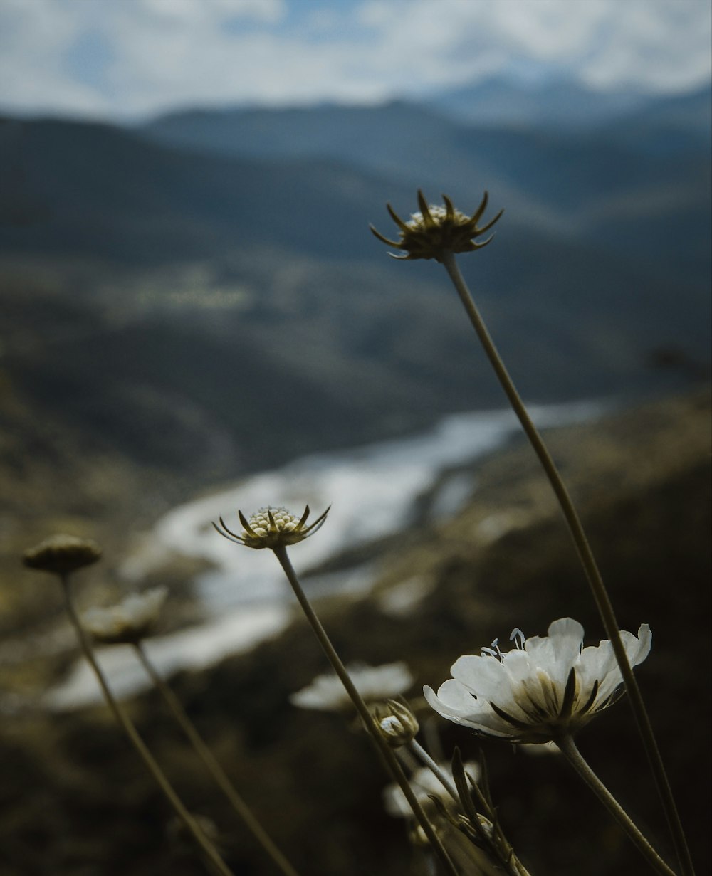 selective focus photography of white flowers