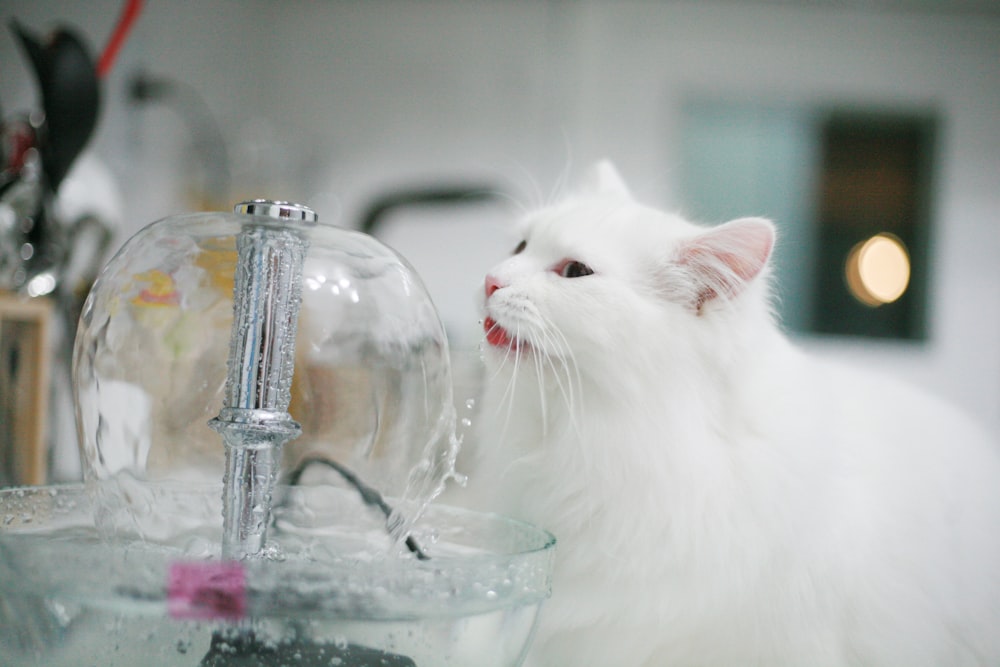 short-coated white cat