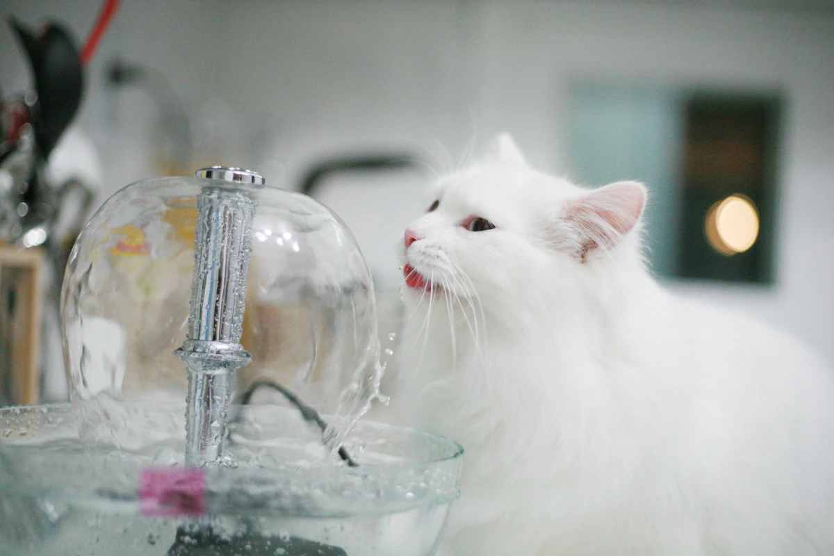 A cat enthusiastically drinking water