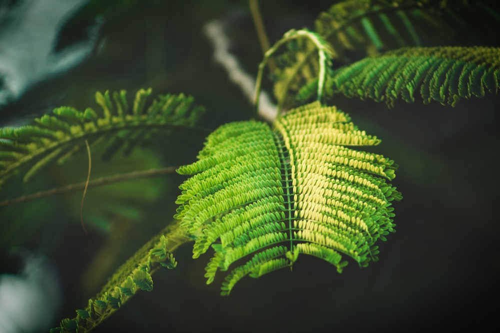 selective focus photography of fern-leafed plant