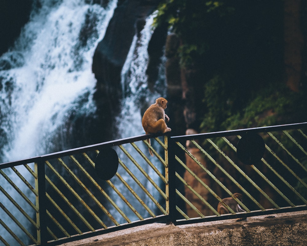 Macaco marrom sentado ao lado de cachoeiras