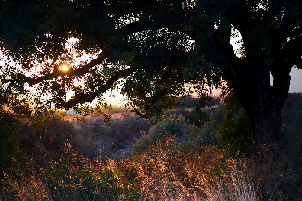 large tree in grass