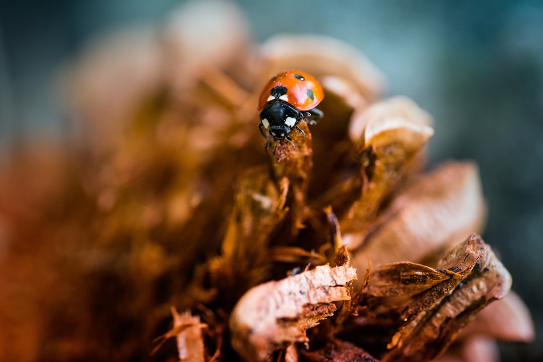 ladybug on brown leaf