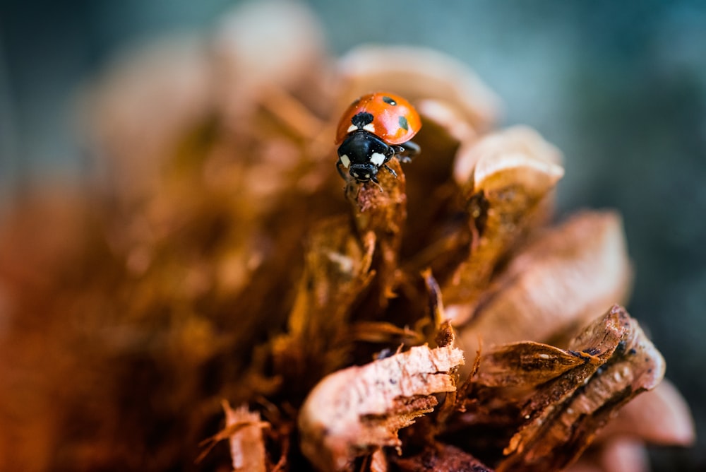ladybug on brown leaf