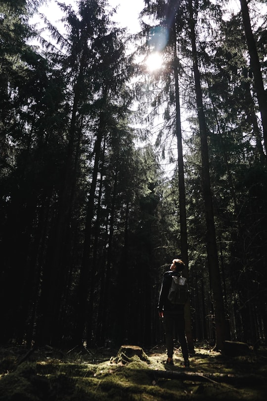 man standing beside trees in Hamelin Germany