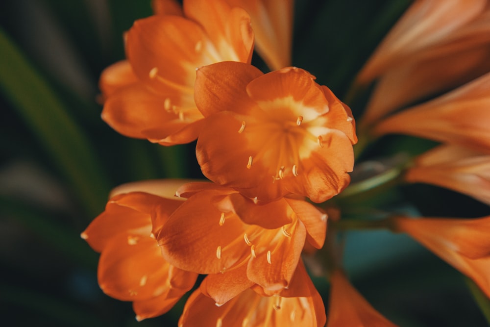 selective focus photography of orange-petaled flower