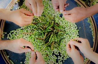 Volunteers harvesting fresh vegetables together, hands busy and smiles bright.