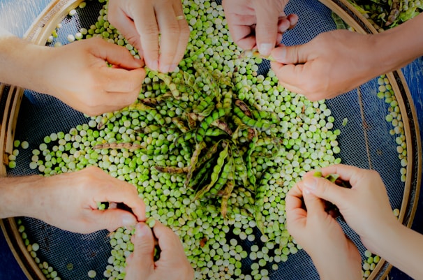 Volunteers harvesting fresh vegetables together, hands busy and smiles bright.