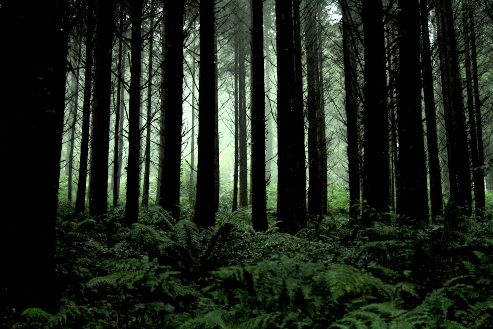 a forest filled with lots of tall trees