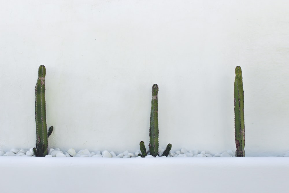 three green cactus