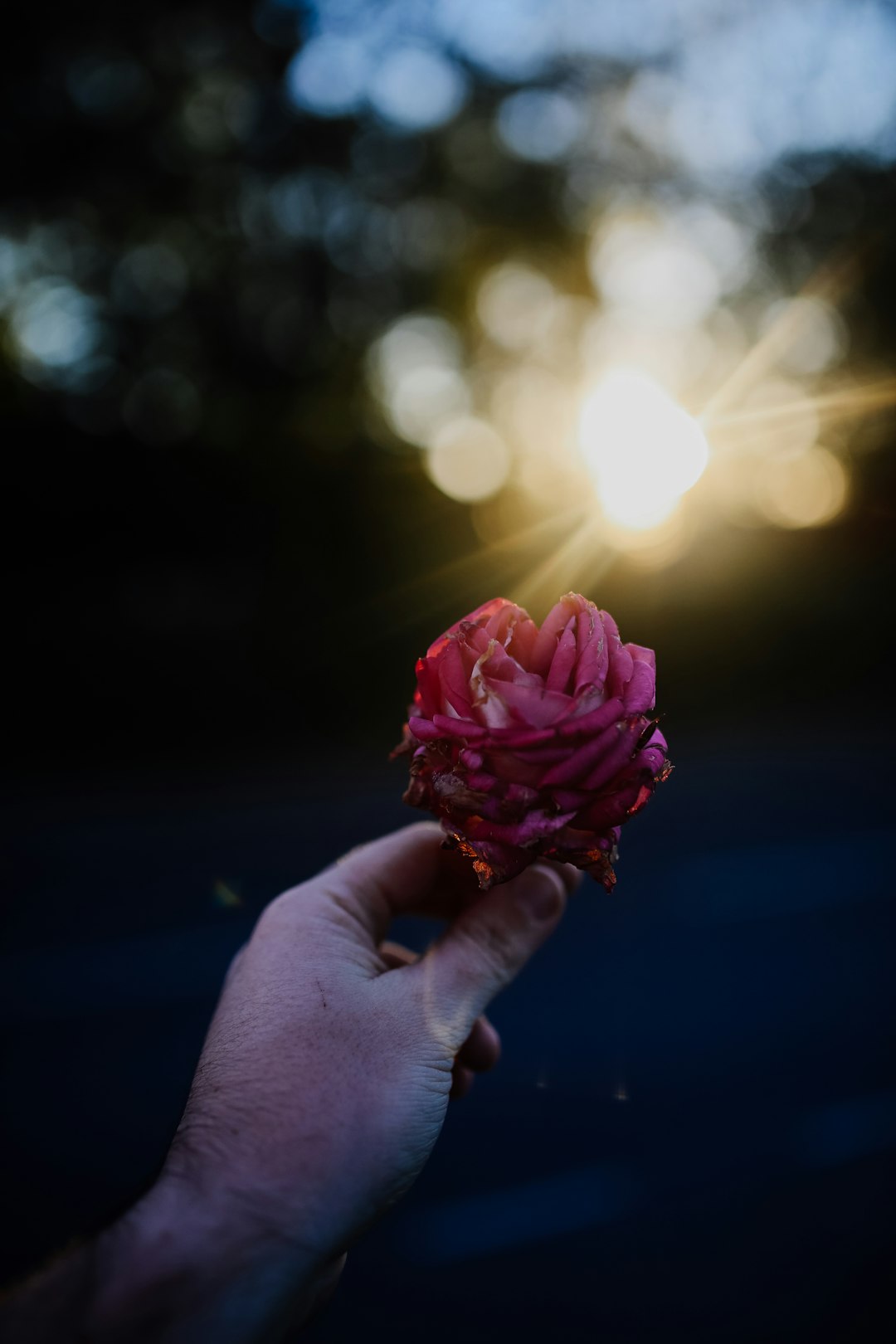 person holding pink flower