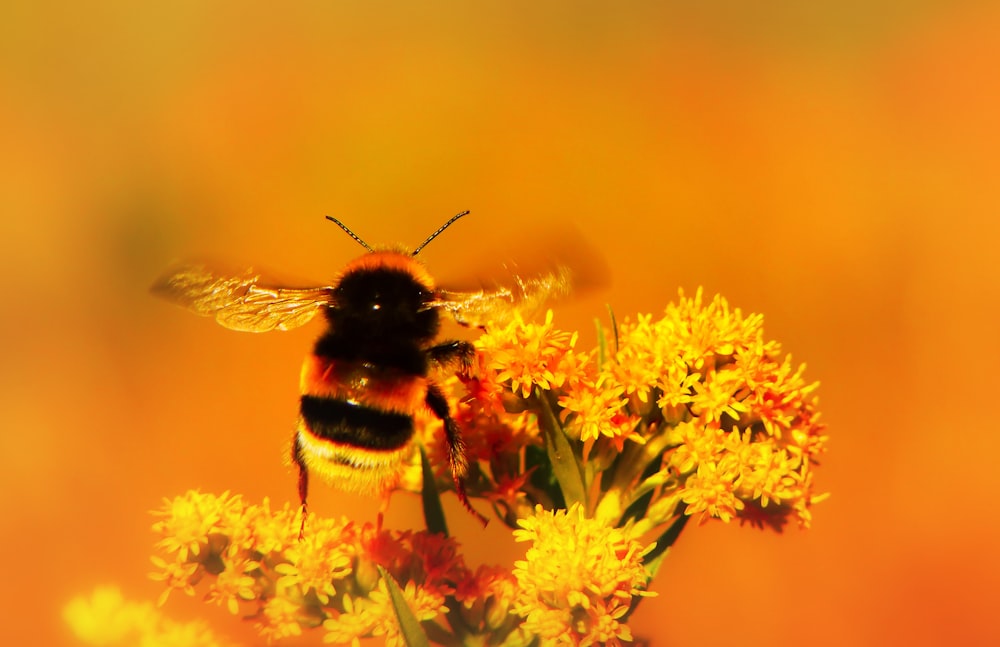 bee on flower