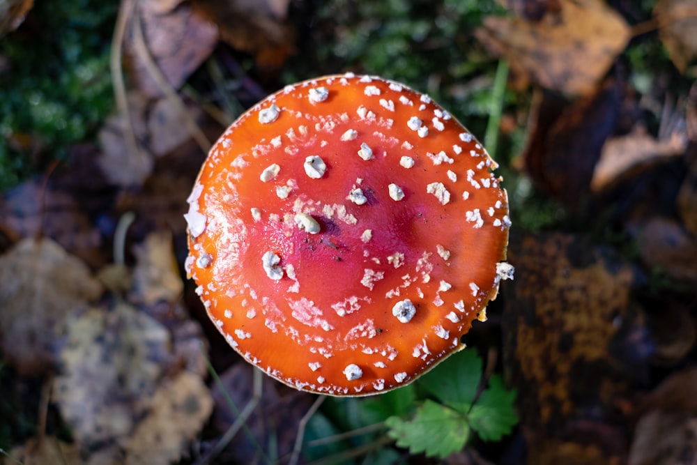 orange mushroom