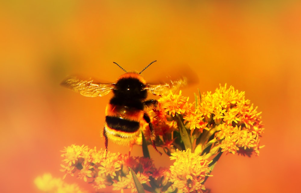 bee perched on yellow flower