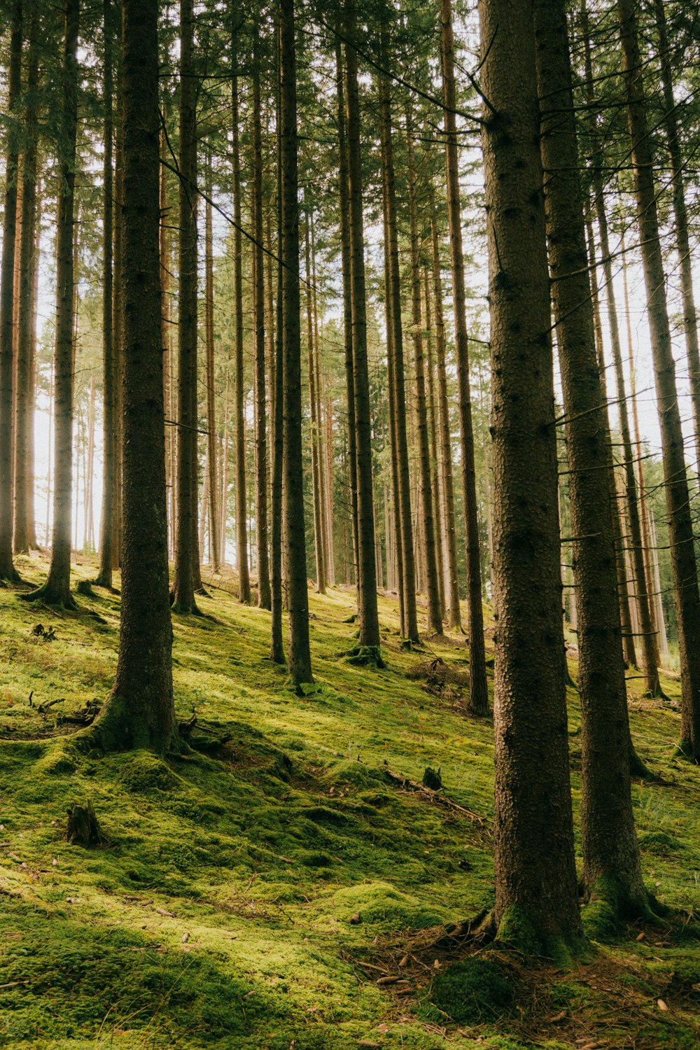 green leafed forest trees