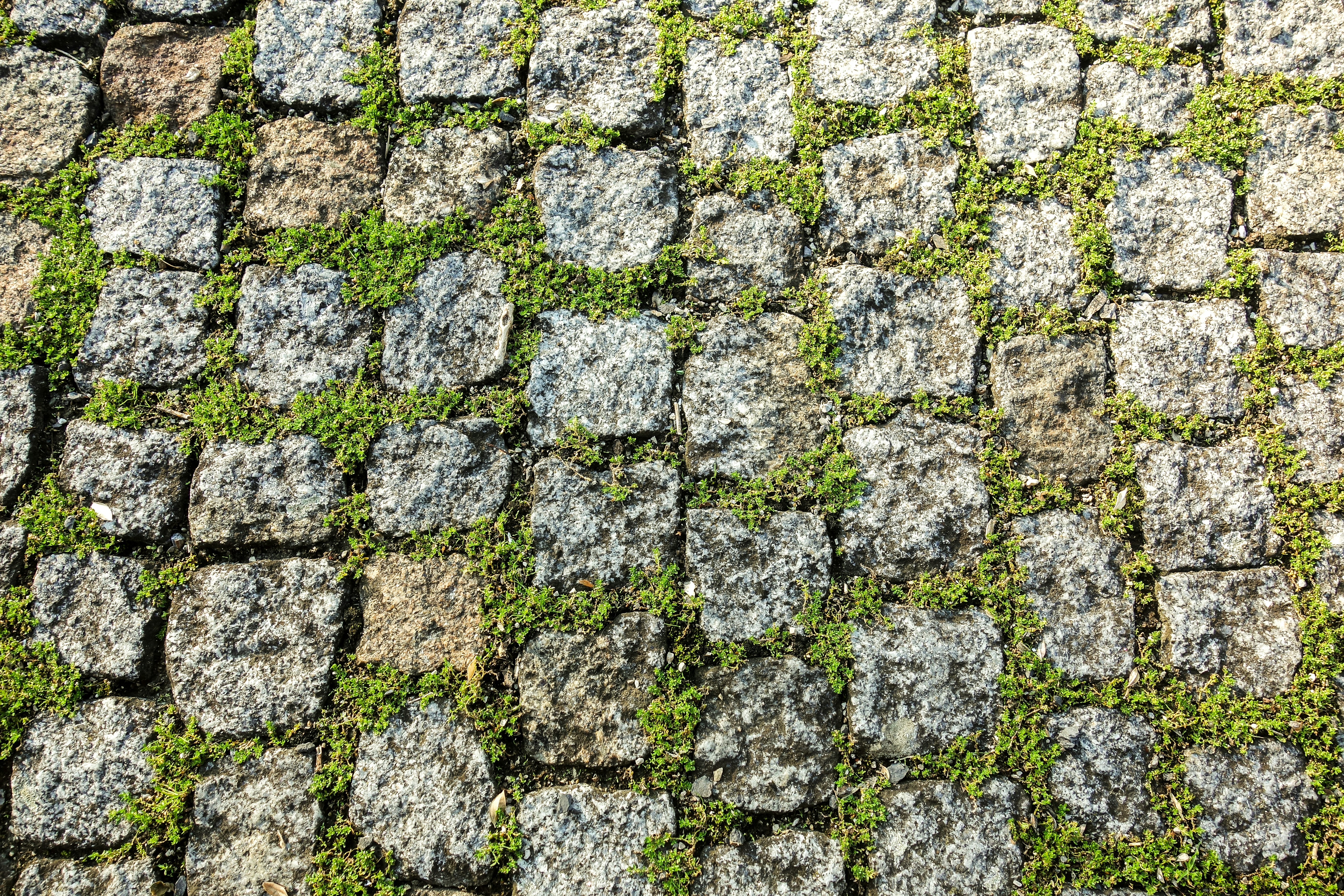 Granite cobblestones are laid in an orderly pattern with vibrant green moss growing between the gaps, creating a natural and textured surface.
