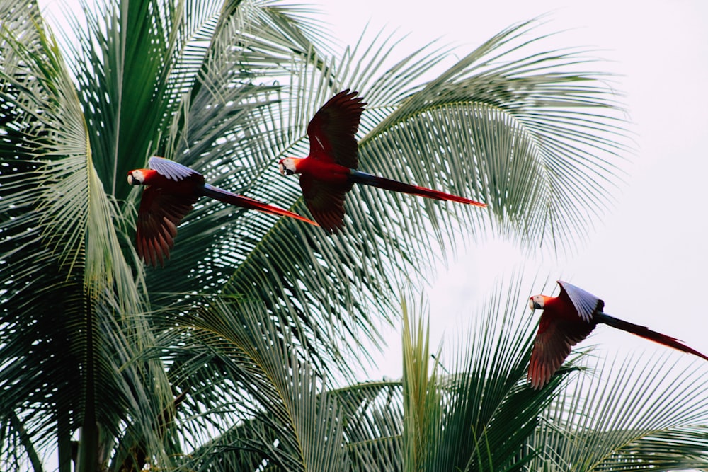 three blue-and-red macaws flying near coconut trees