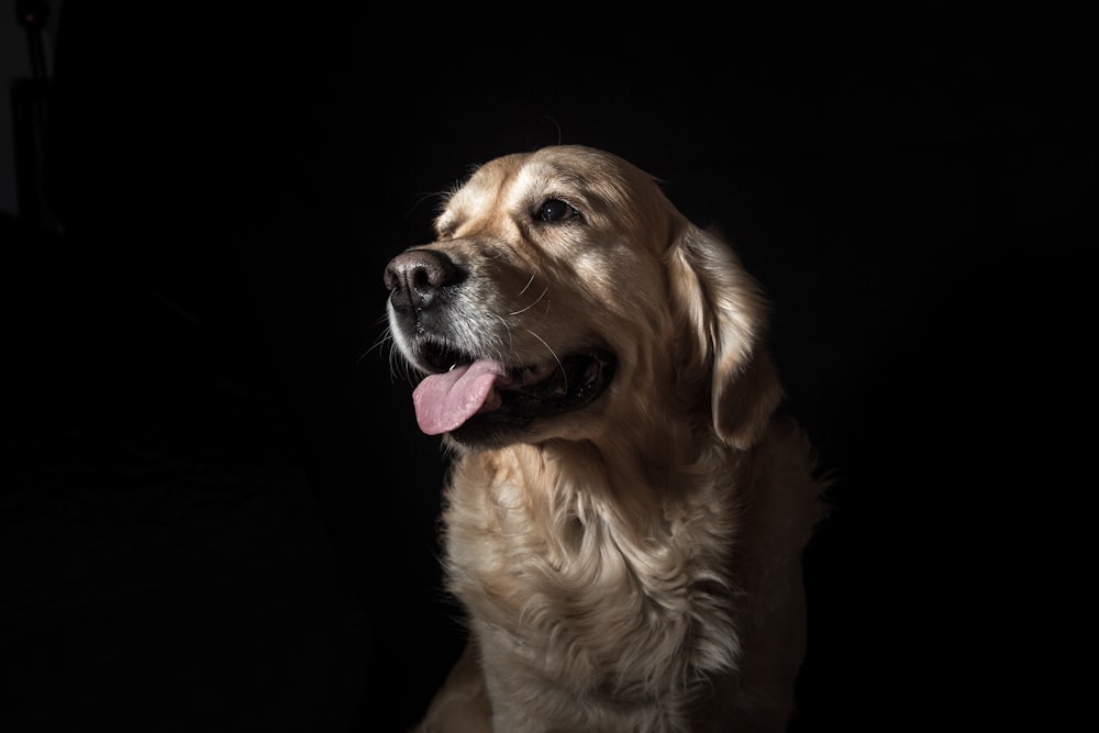 long-coated tan dog with black background