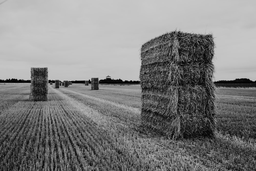 Photographie en niveaux de gris de balles de foin sur le terrain