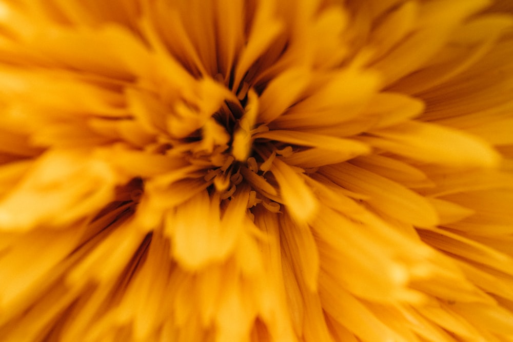 a close up view of a yellow flower