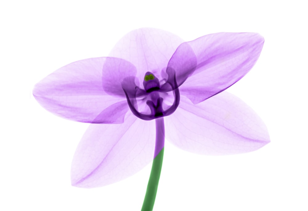 purple flower