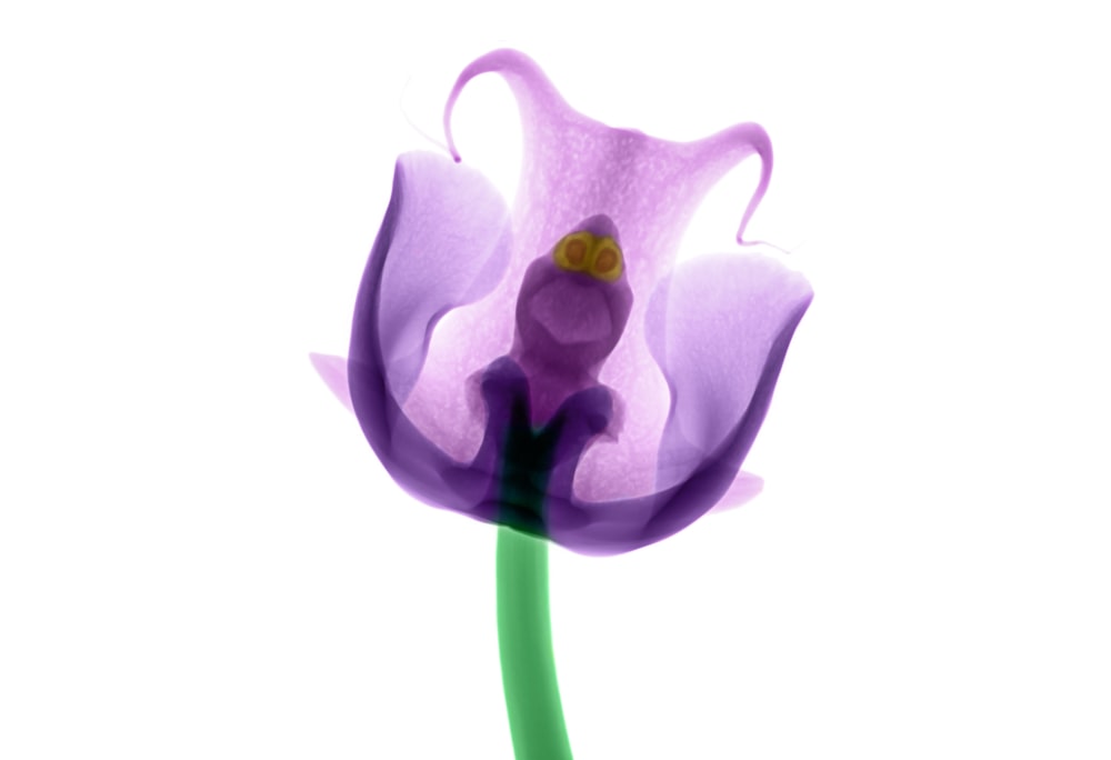 purple and green petaled flower