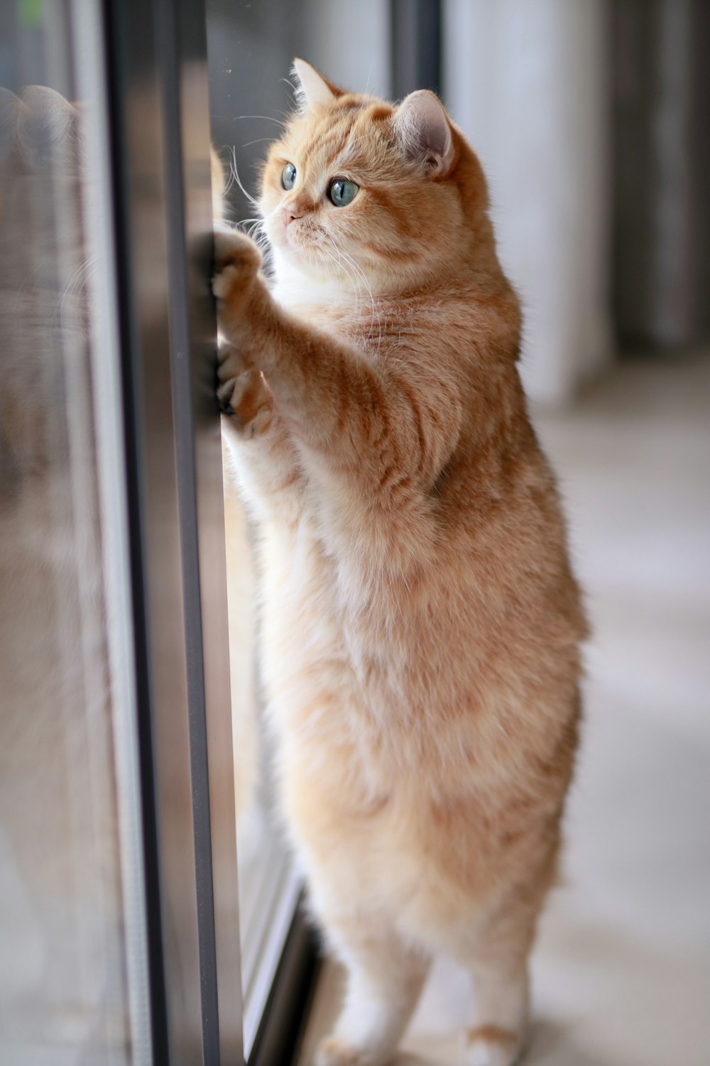 orange getigerte Katze lehnt an Glasschiebetür