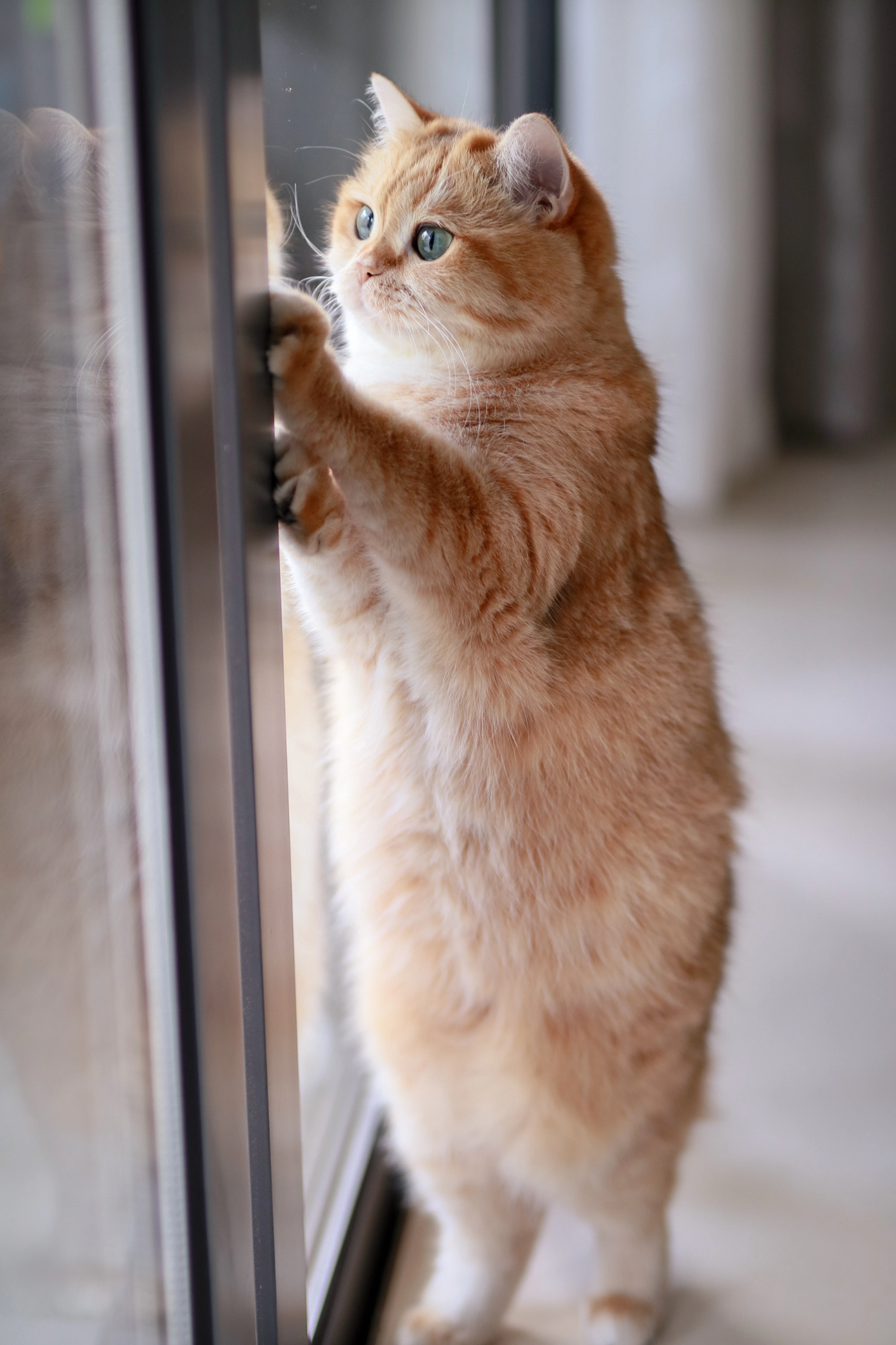 Cat looking out of a window