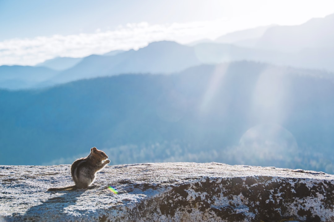 brown chipmunk on grey rock