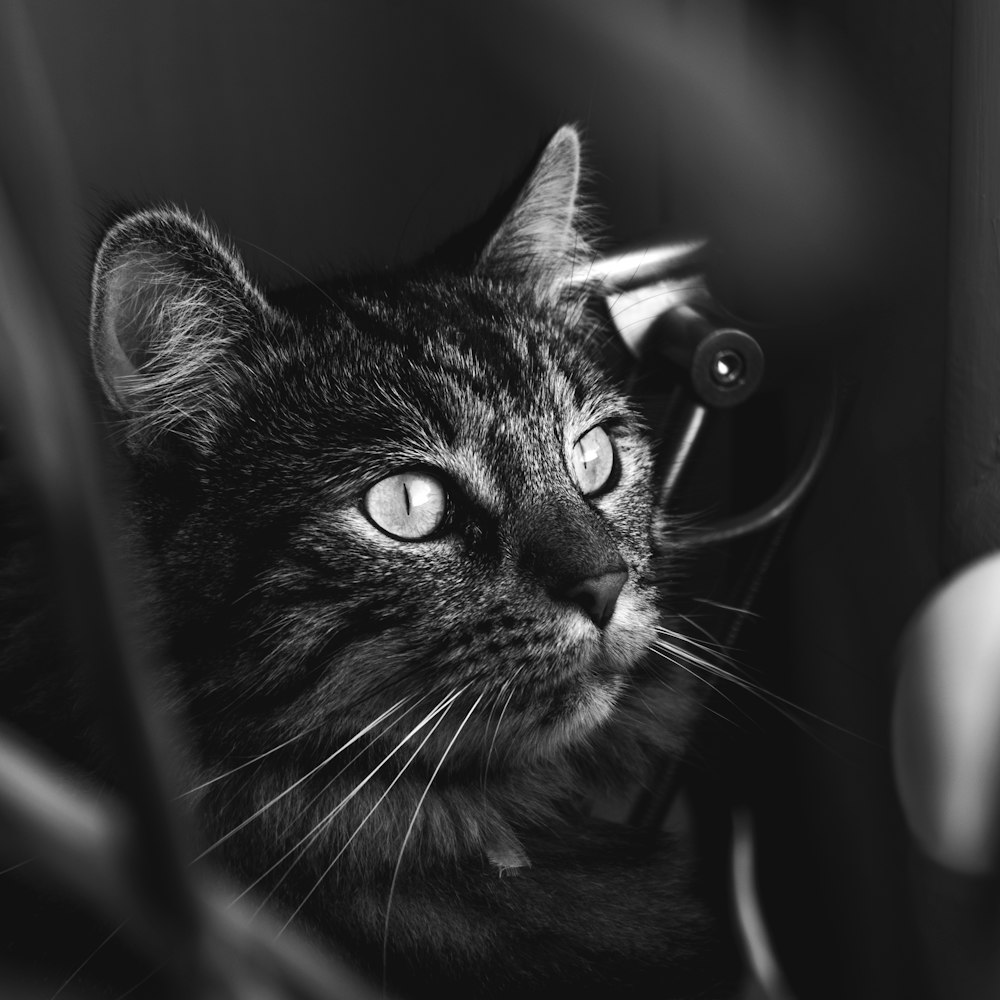 Foto de primer plano en escala de grises del gato