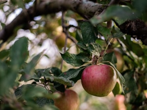 Close-up of ripe apples hanging on tree branches in the orchard.