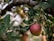 Close-up of ripe apples hanging on branches, showcasing their rich color and texture.