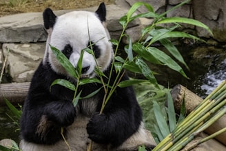 Panda qui deguste paisiblement des feuilles de bambou