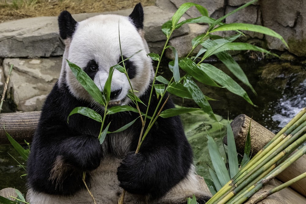 panda eating leafed