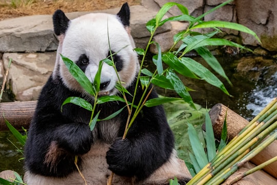 panda eating leafed in Everland South Korea
